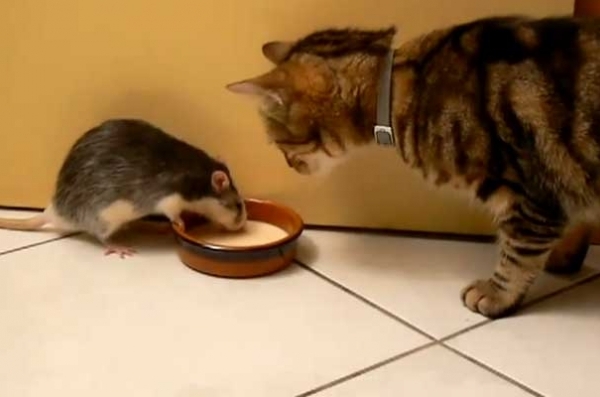 Incredibil: cum impart "frateste" un castron cu lapte un sobolan si o pisica!VIDEO Incredibil: cum impart "frateste" un castron cu lapte un sobolan si o pisica!VIDEO