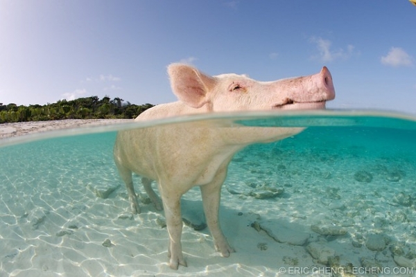 Amuzant! In Bahamas pana si porcii inoata - VIDEO