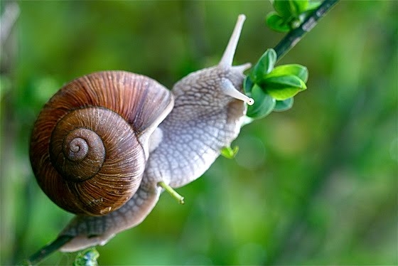 Mai natural de atat nu exista! Tratament de infrumusetare cu melci vii - Foto