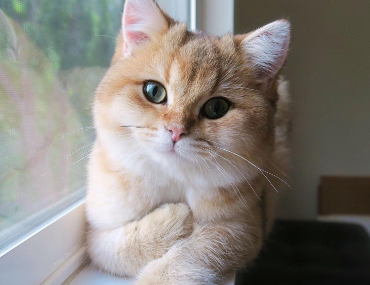 Ziua Internationala a Pisicii! Cele mai simpatice feline de pe Instagram
