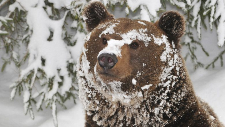 Imagini inedite cu un urs care face tumbe in zapada, surprinse intr-un Parc Natural din Romania - VIDEO