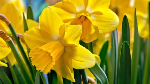 Au inflorit narcisele! Afla povestea unui florar din Bardar care culege mireasma gingaselor flori: "Barbatii procura de 14 februarie cand toti au lalele, narcisul e ca o posibila schimbare in meniu" - VIDEO Au inflorit narcisele! Afla povestea unui florar din Bardar care culege mireasma gingaselor flori: "Barbatii procura de 14 februarie cand toti au lalele, narcisul e ca o posibila schimbare in meniu" - VIDEO
