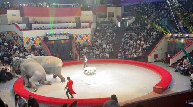 Spectatorii au fugit speriati de la un spectacol de circ dupa ce elefantii au devenit agresivi. VIDEO Spectatorii au fugit speriati de la un spectacol de circ dupa ce elefantii au devenit agresivi. VIDEO