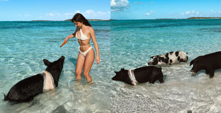 Porcii nu zboara, dar inoata! Marinela Bezer - a inotat alaturi de ei si a ramas fascinata de experienta de pe „Insula Porcilor”. - VIDEO Porcii nu zboara, dar inoata! Marinela Bezer - a inotat alaturi de ei si a ramas fascinata de experienta de pe „Insula Porcilor”. - VIDEO