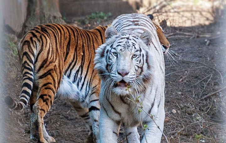 Simbolul anului 2022 - tigrul! Afla povestea celor doi tigri de la Gradina Zoologica din Chisinau - VIDEO Simbolul anului 2022 - tigrul! Afla povestea celor doi tigri de la Gradina Zoologica din Chisinau - VIDEO