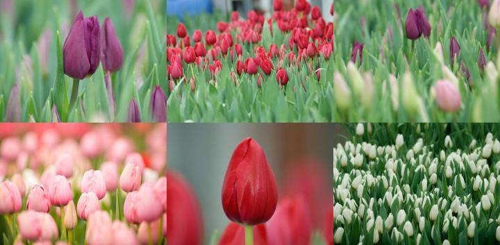 In mijloc de iarna, la Bardar deja se simte mirosul primaverii! Vezi cum arata primele lalele din acest an, alaturi de antreprenorul Gheorghe Tonu: „Totul a inceput dintr-o pasiune” - VIDEO In mijloc de iarna, la Bardar deja se simte mirosul primaverii! Vezi cum arata primele lalele din acest an, alaturi de antreprenorul Gheorghe Tonu: „Totul a inceput dintr-o pasiune” - VIDEO