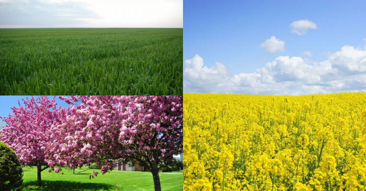 Sesiunile foto in lanurile de rapita sau de grau verde sunt la mare cautare in aceasta perioada! Vezi locurile pitoresti din Moldova in care poti obtine poze extraordinare si amintiri frumoase - FOTO/VIDEO