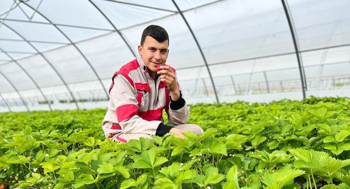 Poti combate daunatorii care iti afecteaza capsunile prin intermediul metode naturaliste! Dorin Dolghii, proprietarul unei afaceri cu capsuni iti explica cum trebuie ingrijite aceste fructe pentru ca ele sa fie sanatoase: „Capsuna normala trebuie sa fie mare” - VIDEO
