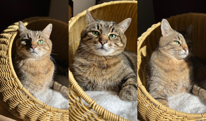 Renumitul motan Stepan din Harkov a primit un premiu prestigios la Festivalul de la Cannes: „Sunt foarte, foarte fericit!” - FOTO/VIDEO