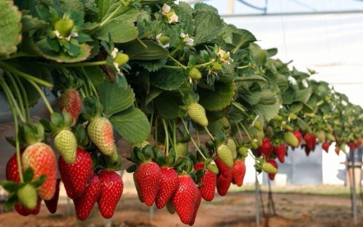 Rosii, aromate si autohtone! Afla unde se afla „raiul” iubitorilor de capsune, dar si toate detaliile despre cresterea si cultivarea lor - FOTO/VIDEO 