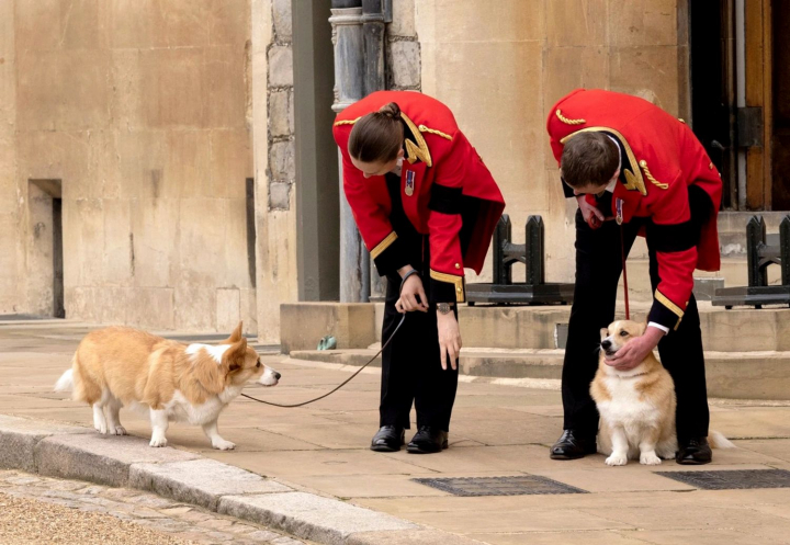 Cateii Reginei Elisabeta a II-a au participat la funeralii. Imagini sfasietoare cu superbii Corgi Cateii Reginei Elisabeta a II-a au participat la funeralii. Imagini sfasietoare cu superbii Corgi