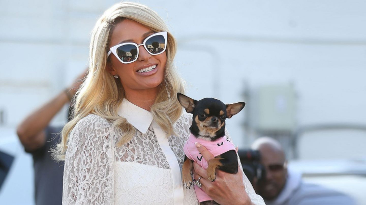 Paris Hilton cheltuieste o avere pentru gasirea lui Diamond Baby, cainele chihuahua disparut Paris Hilton cheltuieste o avere pentru gasirea lui Diamond Baby, cainele chihuahua disparut