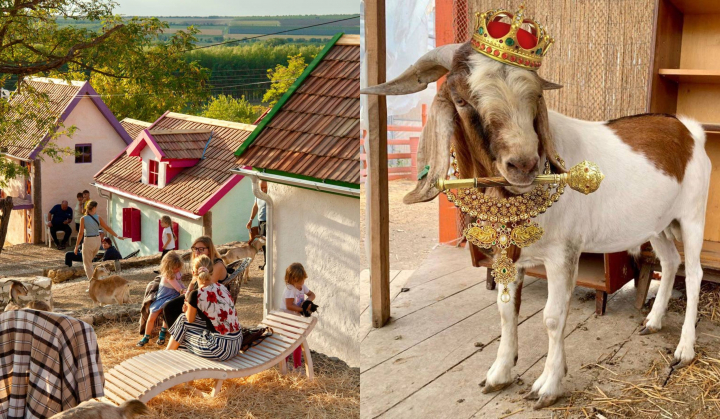 Este primul oras al caprelor din intreaga lume! Afla mai multe de la Serghei Mirza despre noul punct de atractie pe harta turistica a Moldovei, oraselul Kozy: „Avem doar capre si avem un singur tap, Marcel, care a fost ales sa fie primarul oraselului” - VIDEO Este primul oras al caprelor din intreaga lume! Afla mai multe de la Serghei Mirza despre noul punct de atractie pe harta turistica a Moldovei, oraselul Kozy: „Avem doar capre si avem un singur tap, Marcel, care a fost ales sa fie primarul oraselului” - VIDEO