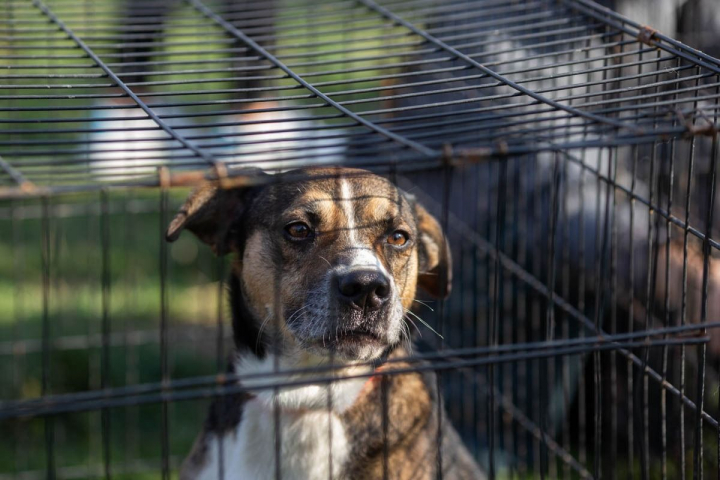 Prietenul tau te asteapta! Daca iti doresti o pisica sau un caine, visul tau poate deveni o realitate. Afla de unde iti poti lua un animalut de companie - VIDEO