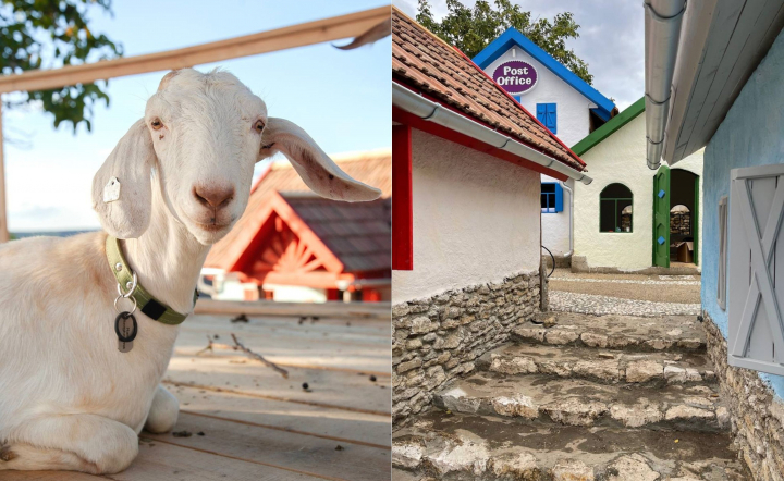 Kozy - un oras adevarat, cu obiceiurile si regulile sale! Afla cum poti deveni cetatean al orasului caprelor si cum obtii un carnet de munca: „Sunt cele care iubesc mancarea, sunt care iubesc muzica si stau langa boxa si asculta muzica. Fiecare capra este diferita” - VIDEO