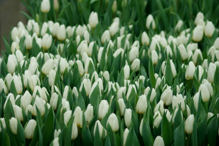 La Bardar, primavara este in toi! Au inflorit primele lalele din acest an, tratate dupa o tehnologie speciala - VIDEO La Bardar, primavara este in toi! Au inflorit primele lalele din acest an, tratate dupa o tehnologie speciala - VIDEO