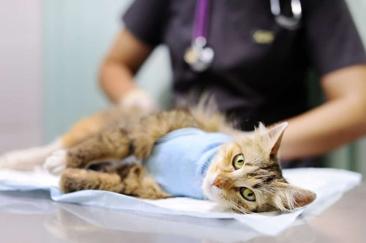 Veterinarii recomandă sterilizarea animalelor. De ce este importantă această procedură - VIDEO Veterinarii recomandă sterilizarea animalelor. De ce este importantă această procedură - VIDEO