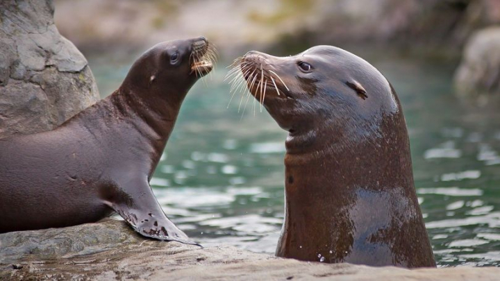 Foci și lei de mare au ajuns la Ghidighici! Din cauza războiului, mamiferele maritime din Harikov nu mai aveau condiţiile necesare pentru trai - VIDEO Foci și lei de mare au ajuns la Ghidighici! Din cauza războiului, mamiferele maritime din Harikov nu mai aveau condiţiile necesare pentru trai - VIDEO