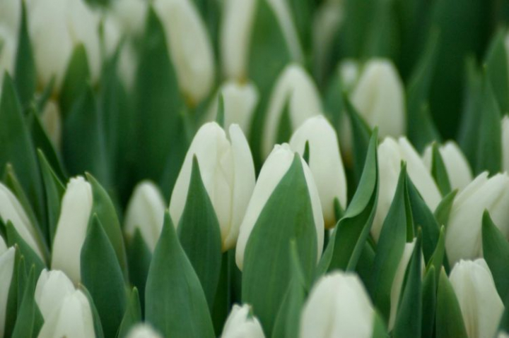 Primăvară în toiul iernii și o priveliște superbă poți găsi la Bardar, unde lalele de toate culorile sunt în floare. Cum sunt cultivate acestea iarna, află astăzi, la O Seară Perfectă - VIDEO Primăvară în toiul iernii și o priveliște superbă poți găsi la Bardar, unde lalele de toate culorile sunt în floare. Cum sunt cultivate acestea iarna, află astăzi, la O Seară Perfectă - VIDEO