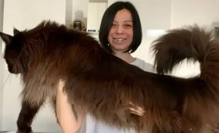 Zeus este noua vedetă de pe rețelele sociale! Motanul uriaș din Moldova este admirat de jumătate de milion de oameni - FOTO/VIDEO Zeus este noua vedetă de pe rețelele sociale! Motanul uriaș din Moldova este admirat de jumătate de milion de oameni - FOTO/VIDEO