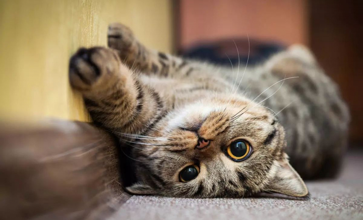 Ce înseamnă când visezi pisici? Interpretări care te-ar putea surprinde Ce înseamnă când visezi pisici? Interpretări care te-ar putea surprinde