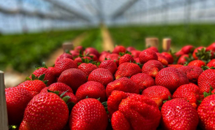 A început sezonul căpșunilor autohtone! Unde le poți culege direct de la producător, dar și la ce preț ajunge kilogramul - VIDEO A început sezonul căpșunilor autohtone! Unde le poți culege direct de la producător, dar și la ce preț ajunge kilogramul - VIDEO