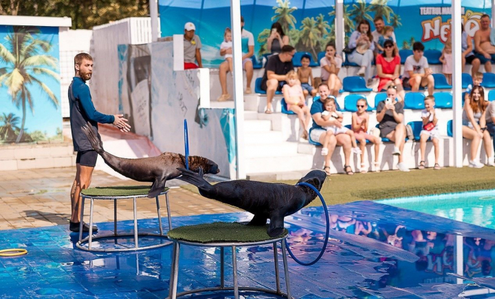 Nu ştii ce să mai faci în timpul verii? Un spectacol maritim cu foci şi lei de mare este distracţia perfectă atât pentru pici, cât şi pentru cei mari! Unde poate fi admirat show-ul, dar şi din ce ţară au venit animăluţele, află astăzi, la „O Seară Perfectă” - VIDEO