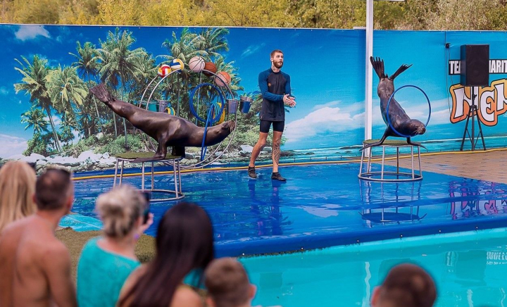 Spectacol maritim inedit la Ghidighici! Focile și leii de mare îți dau întâlnire în acest weekend - VIDEO Spectacol maritim inedit la Ghidighici! Focile și leii de mare îți dau întâlnire în acest weekend - VIDEO