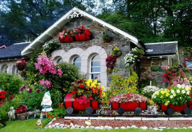 5 flori superbe pentru o gradina plina de culoare 5 flori superbe pentru o gradina plina de culoare