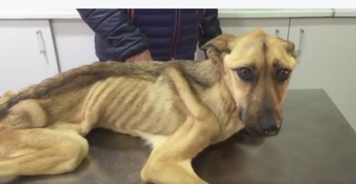 A gasit-o numai piele si os. E emotionant ce s-a intamplat cu catelusa dupa ce a fost salvata - VIDEO A gasit-o numai piele si os. E emotionant ce s-a intamplat cu catelusa dupa ce a fost salvata - VIDEO