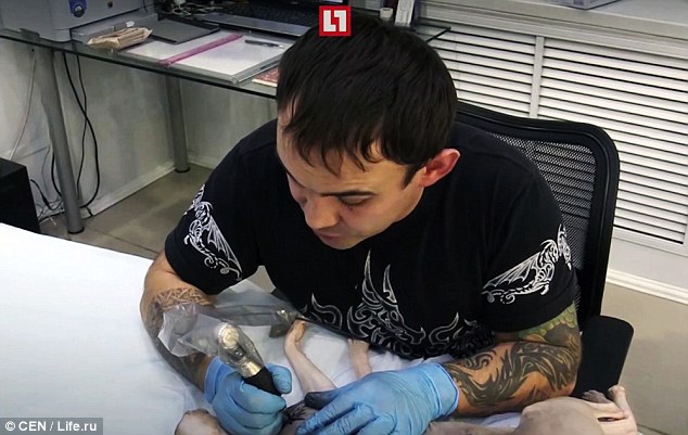 Un tanar din Rusia si-a tatuat motanul! Gestul i-a infuriat pe internauti - FOTO Un tanar din Rusia si-a tatuat motanul! Gestul i-a infuriat pe internauti - FOTO