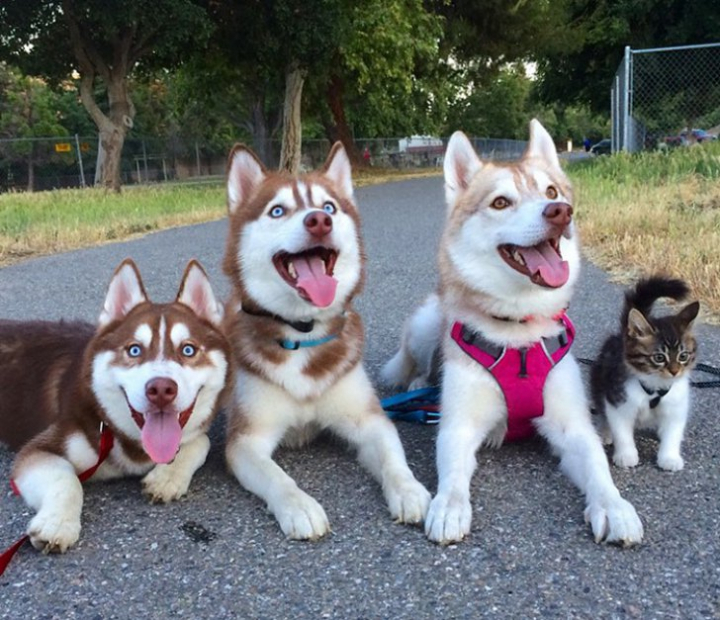 Un actor din "Game of Thrones" avertizeaza: "Nu mai cumparati caini husky!" Un actor din "Game of Thrones" avertizeaza: "Nu mai cumparati caini husky!"