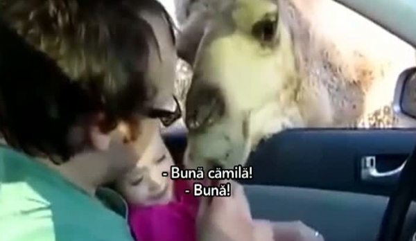 La un pas de tragedie la gradina zoologica: O camila incearca sa manance o fetita - VIDEO