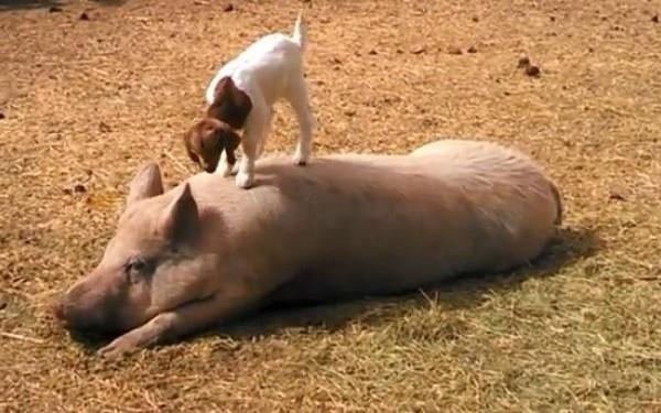 Un porc, folosit pe post de trambulina de un ied: clipul care i-a cucerit pe americani
