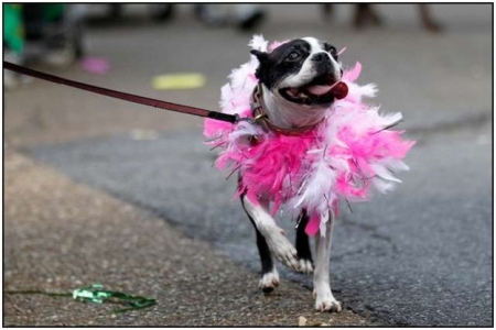La Rio de Janeiro animalele de companie au carnavalul lor! La Rio de Janeiro animalele de companie au carnavalul lor!