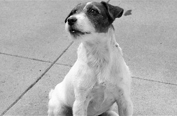 Cainele din "The Artist", Uggie, va lipsi de la gala Oscar! Afla de ce Cainele din "The Artist", Uggie, va lipsi de la gala Oscar! Afla de ce