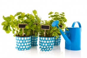 Cum sa cultivi plante aromatice in ghivece Cum sa cultivi plante aromatice in ghivece