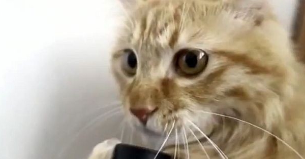 Pisicuta care face SENZATIE pe internet! NU O SA-TI VINA SA CREZI ce face cu un furtun - VIDEO Pisicuta care face SENZATIE pe internet! NU O SA-TI VINA SA CREZI ce face cu un furtun - VIDEO