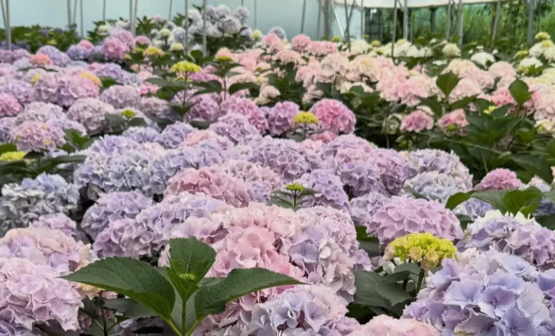 Din dorința de a crea un decor de nuntă pentru fiica sa, a luat naștere o plantație cu peste 30 de soiuri de hortensii. Povestea afacerii Angelei Hîrbu - VIDEO