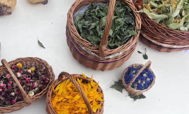 Secretul unui ceai aromat: cum sunt culese, uscate și combinate plantele - VIDEO