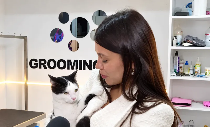 Diana Ambros a schimbat pupitrul de știri cu peria de grooming! Ce răsfăț a avut Mia, pisica postului PRO TV - VIDEO