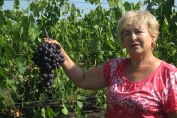 Iulia Murea, economistul devenit viticultor. Femeia care exporta cei mai frumosi struguri