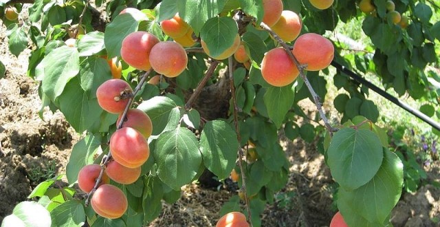 17 tone de fructe moldovenesti, returnate din Rusia. Cum explica inspectorii Rosselhoznadzor