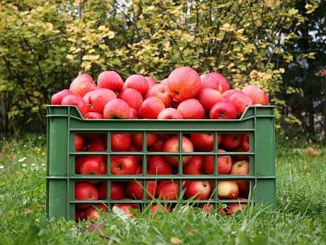 Mai multe fructe in UE! Cate tone de mere si struguri vor putea sa vanda fermierii moldoveni 