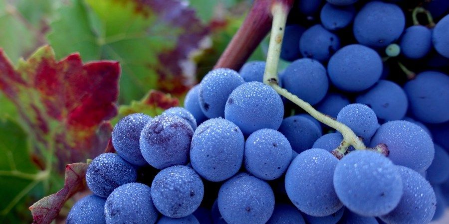 Traditii moldovenesti la lupta vinificatorilor