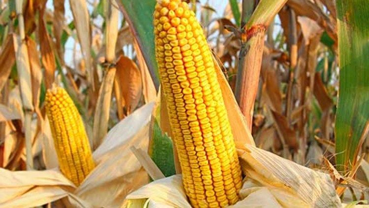 Porumbul fiert te poate ajuta sa ai o piele frumoasa si o vedere mai buna. Iata de ce este bine sa consumi acest aliment 