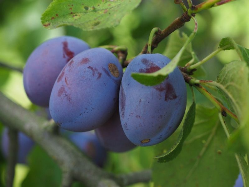 Roada de prune afectata de seceta in acest an. Pretul s-a marit cu aproximativ 20 la suta