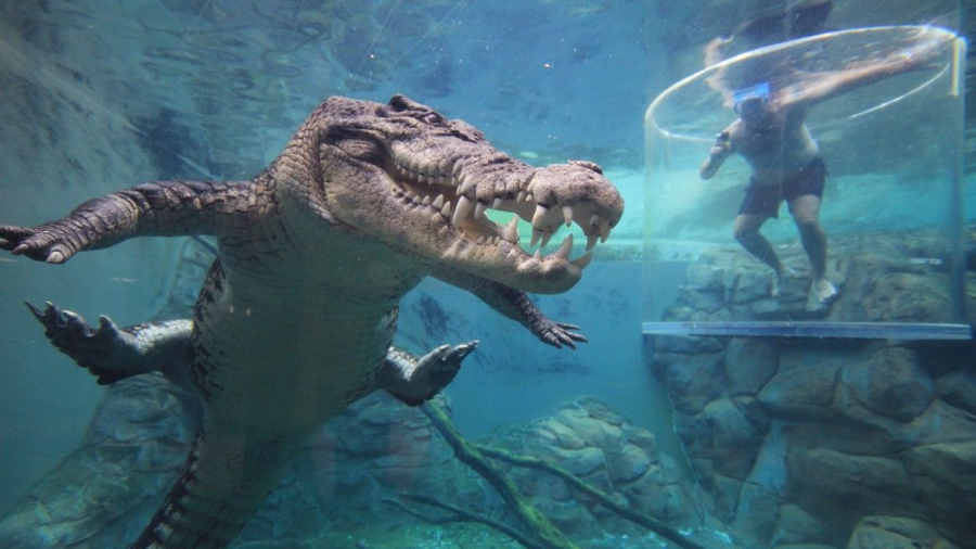 Parcul de distractii unde turistii pot inota alaturi de crocodili, intr-o cusca de sticla