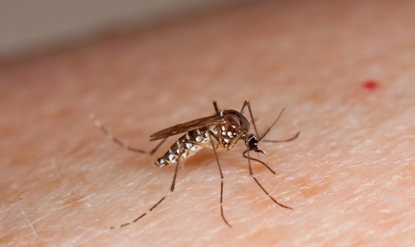 Ce boli pot transmite sobolanii si tantarii. Simptomele care te trimit de urgenta la medic