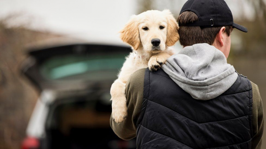 Mai multe firme din Londra le permite angajatilor sa vina cu animalele de companie la birou